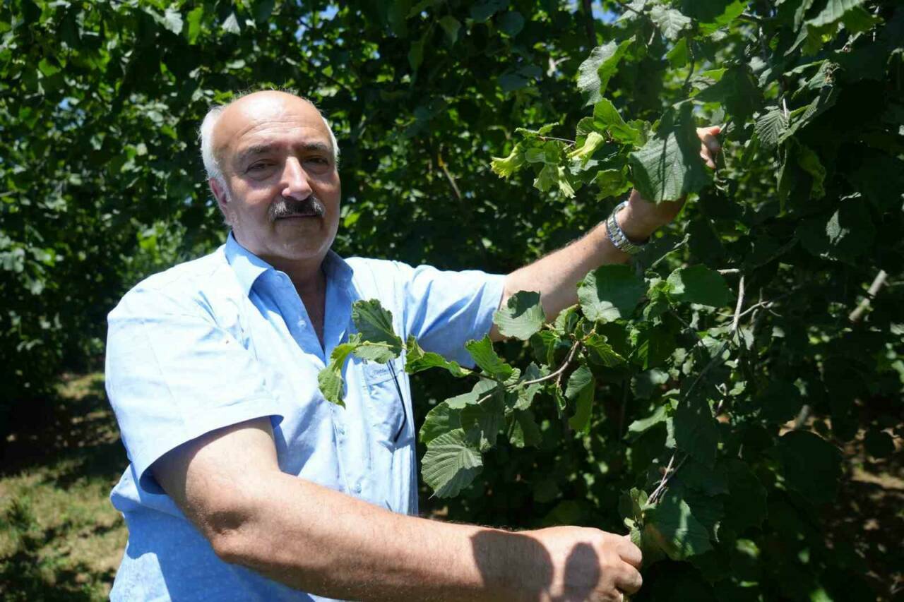samsunun findikta hedefi bu yil da birincilik bce47f424ab2