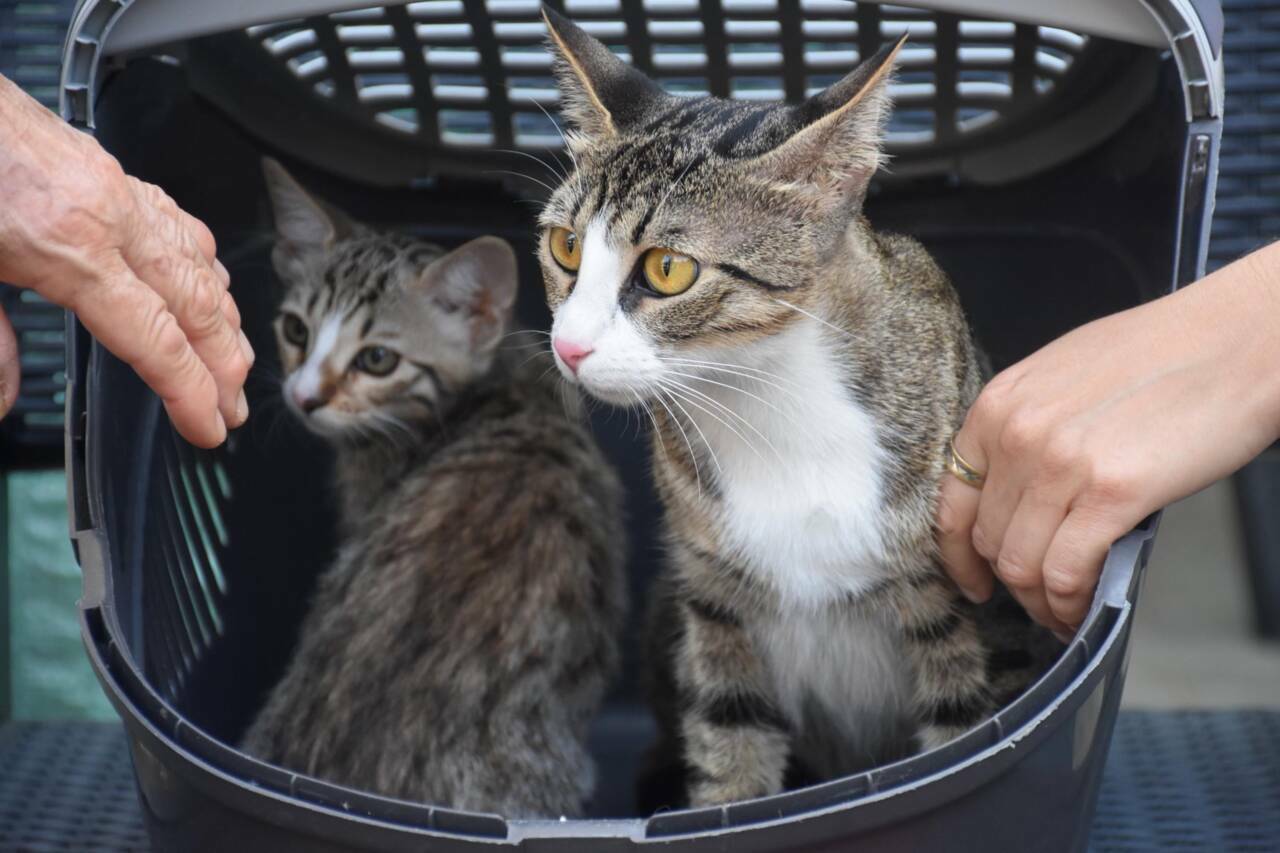 Şaşkına çeviren olay! Erkek sanılan kedi doğum yaptı 1 sasirtan olay erkek sanilan kedi dogum yapti 3e94bc2117e8