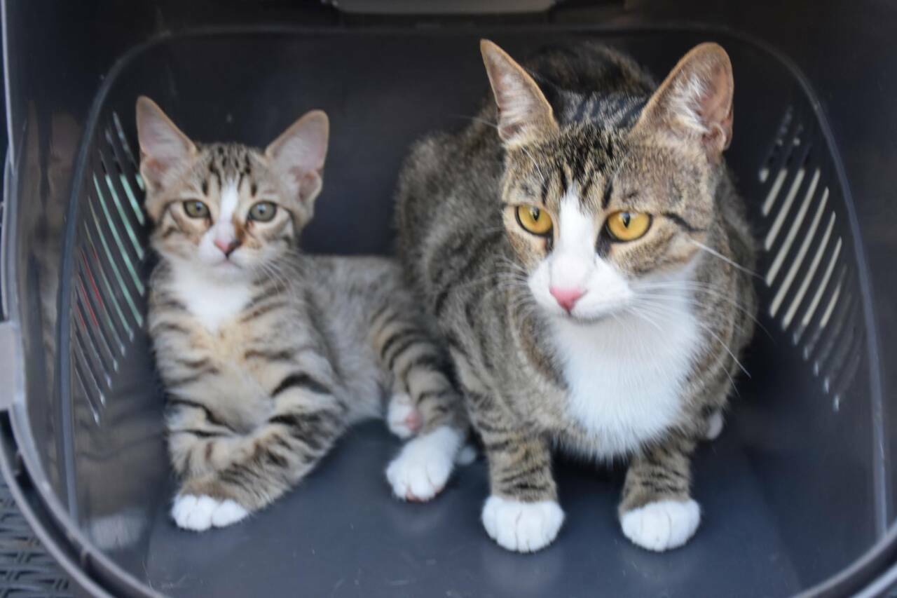 Şaşkına çeviren olay! Erkek sanılan kedi doğum yaptı 5 sasirtan olay erkek sanilan kedi dogum yapti 79a530614862