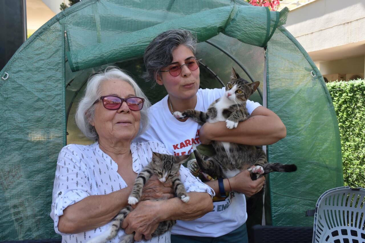 Şaşkına çeviren olay! Erkek sanılan kedi doğum yaptı 2 sasirtan olay erkek sanilan kedi dogum yapti 8f49c1e34b55