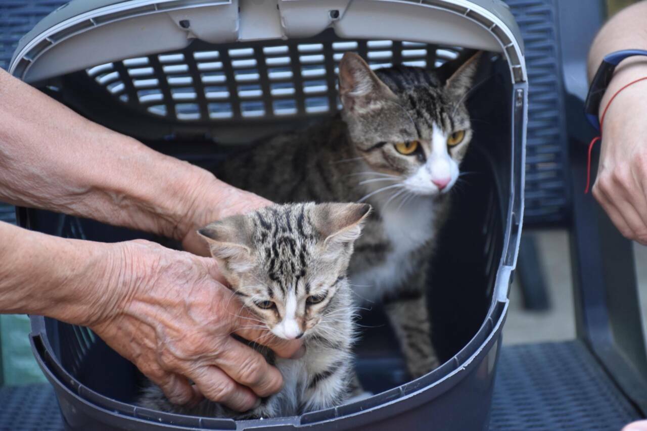 Şaşkına çeviren olay! Erkek sanılan kedi doğum yaptı 4 sasirtan olay erkek sanilan kedi dogum yapti 9986a7d2fc90