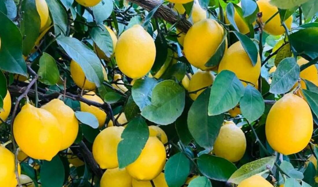 Türkiye, 2026 yılının ocak-nisan döneminde limon ihracatından 195 milyon dolar