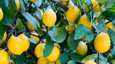 Türkiye, 2026 yılının ocak-nisan döneminde limon ihracatından 195 milyon dolar