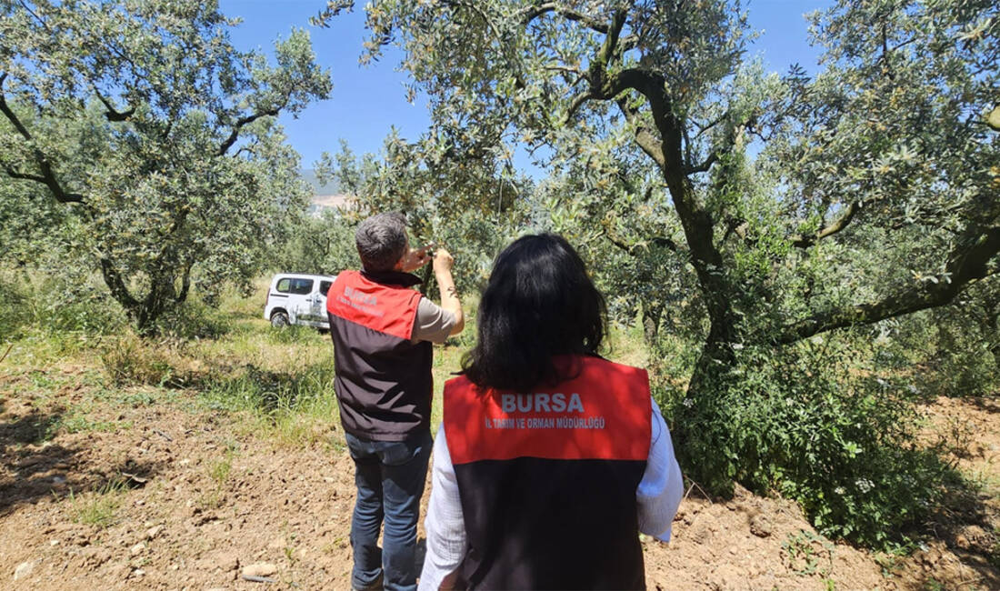 Bursa’da zeytin üretiminde verim ve kalite kayıplarının önüne geçmek amacıyla