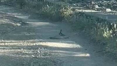 Bingöl’ün Ilıcalar beldesinde iki yılanın doğada nadir rastlanan çiftleşme dansı