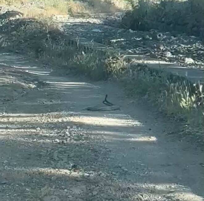 Bingöl’ün Ilıcalar beldesinde iki yılanın doğada nadir rastlanan çiftleşme dansı