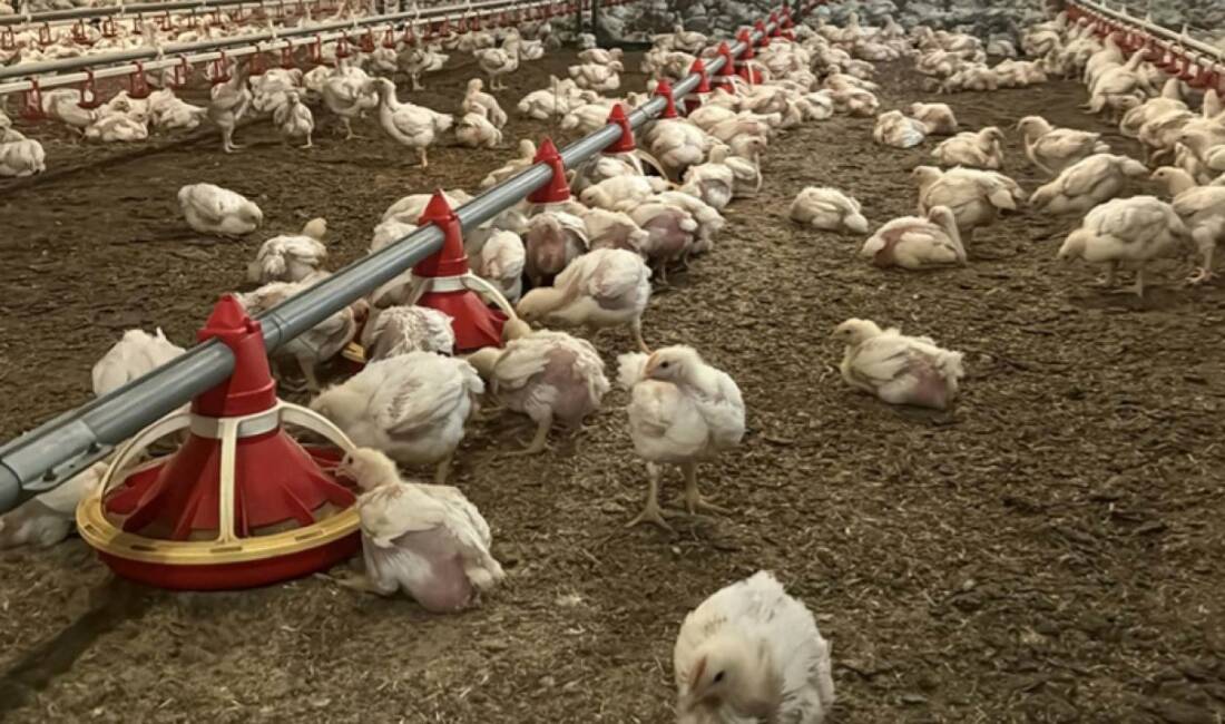 Nepal'de kuş gribi vakalarının artması üzerine yaklaşık 570 bin kümes