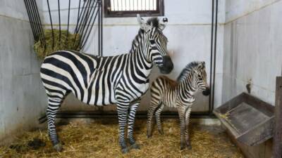 Türkiye’nin en büyük zebra sürüsüne ev sahipliği yapan Bursa Hayvanat