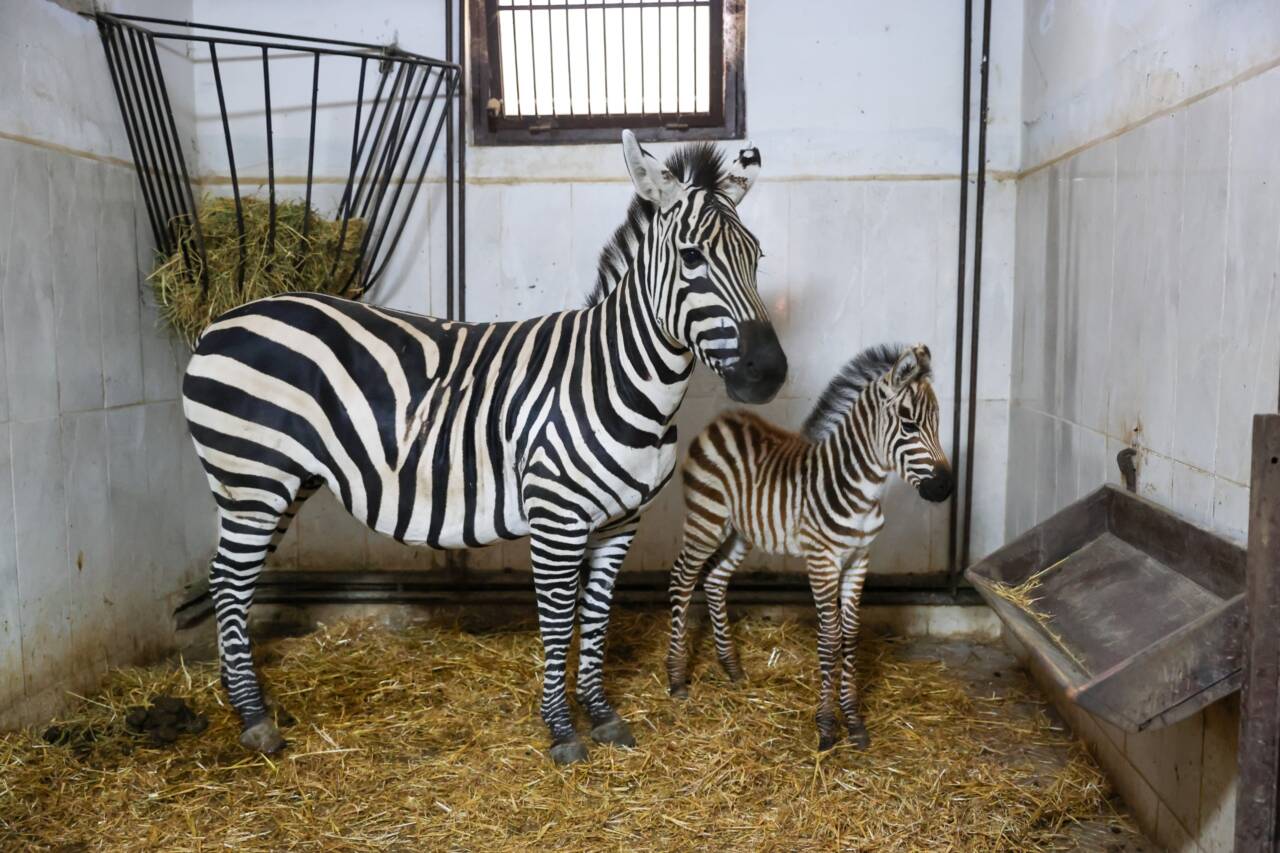Bursa Hayvanat Bahçesi’nde zebra ailesi büyüyor 3 37430mtzhntbmng1