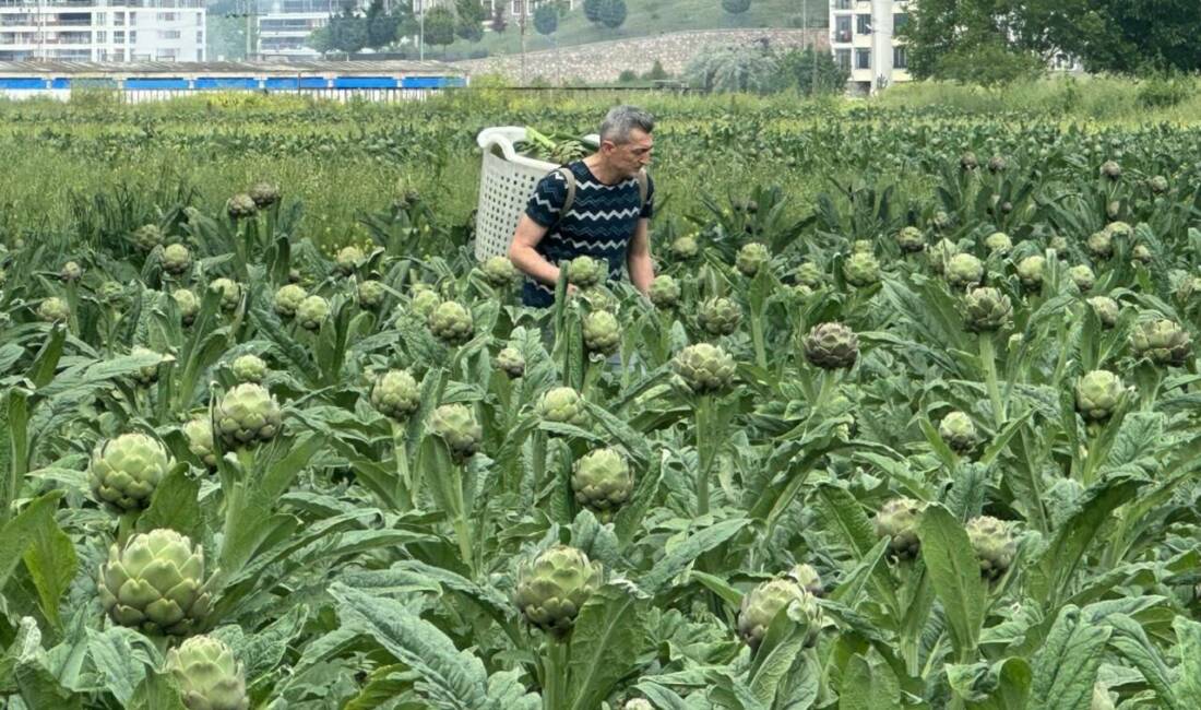 Bursa’da üretim patlaması: Bu ürünle zirveyi zorluyor Türkiye'nin enginar üretim haritasında 2026 yılı itibarıyla önemli bir değişim