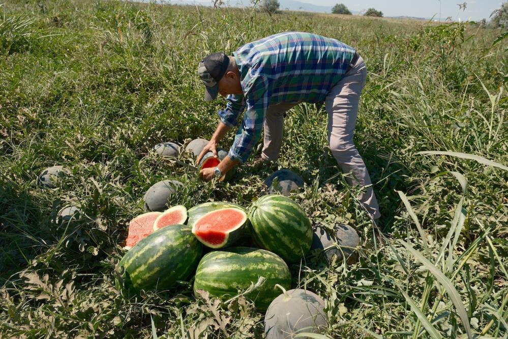 Bursa'daki üreticiye büyük şok: 20 milyon lira zarar etti 1 aw74214203