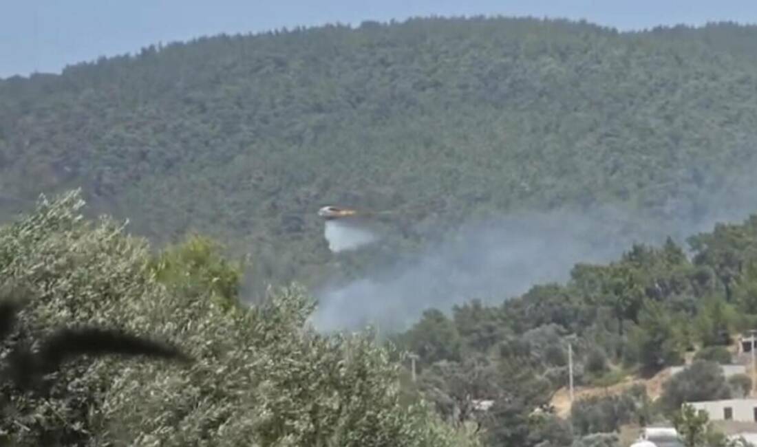 Bodrum’da orman yangını Muğla'nın Bodrum ilçesinde, otluk alanda çıkıp ormana sıçrayan yangın, ekiplerin