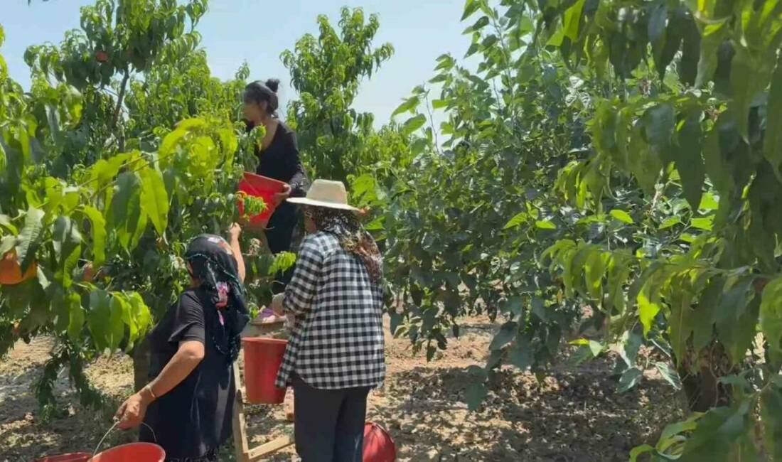 Türkiye’nin önemli meyve üretim merkezlerinden Bursa Ovası’nda şeftali hasadı başladı.