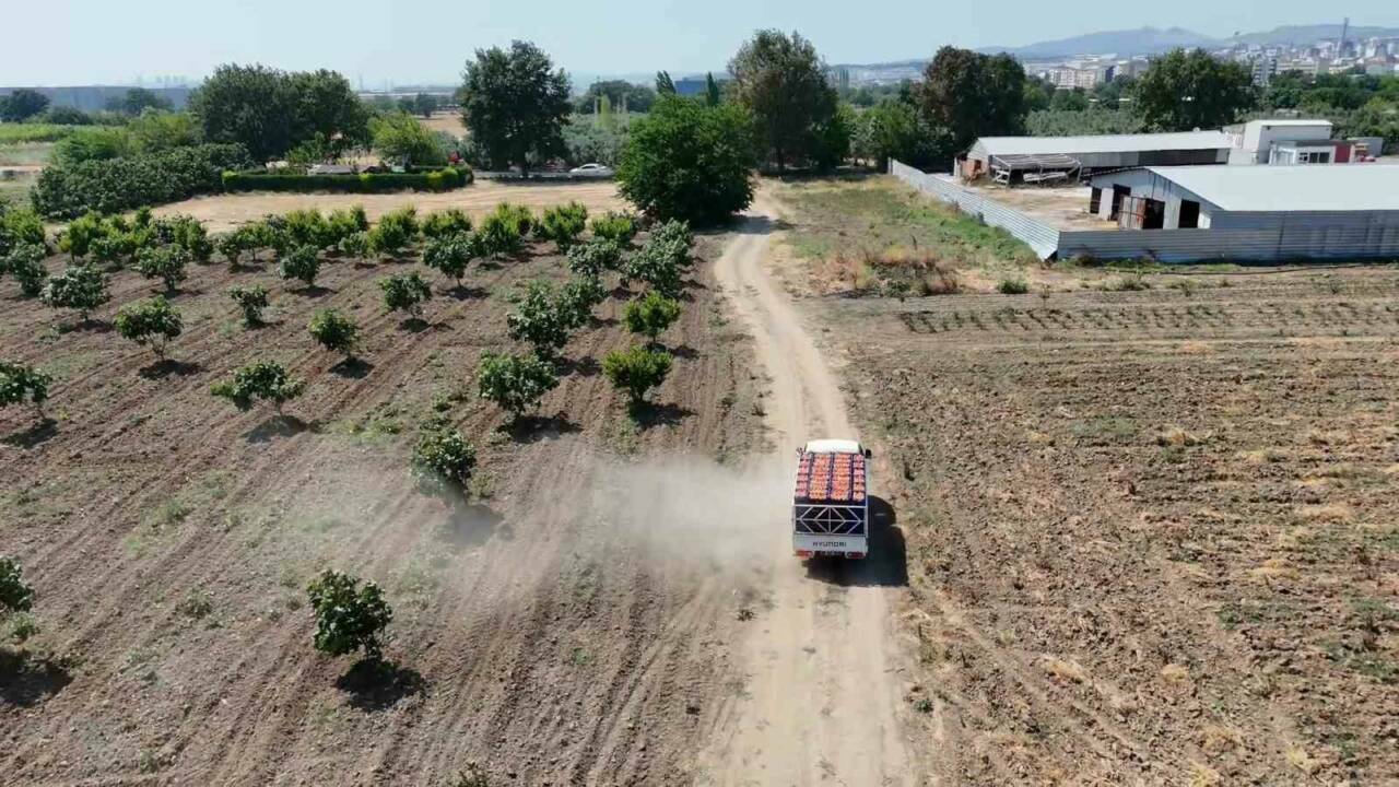 bursa cografi isaretli simge urununde hasat basladi b9eb1ce96139