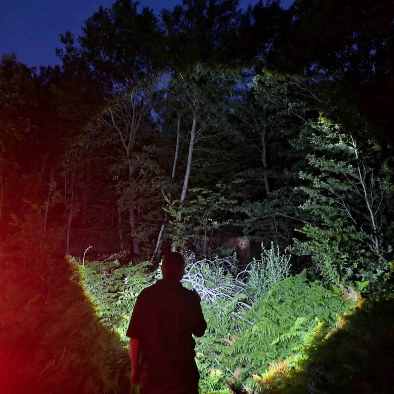 Bursa’da ormanda sürpriz karşılaşma 1 bursa ormanlarinda surpriz karsilasma bir anda karsilarina cikti 15dac1f49399