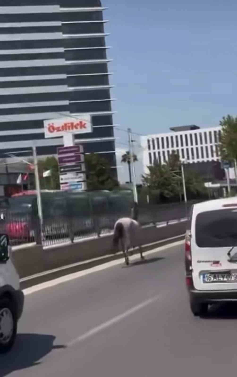Bursa trafiğinde onu görenlere hayrete düştü 1 bursa trafiginde onu gorenlere hayrete dustu 066ae4fd69e3