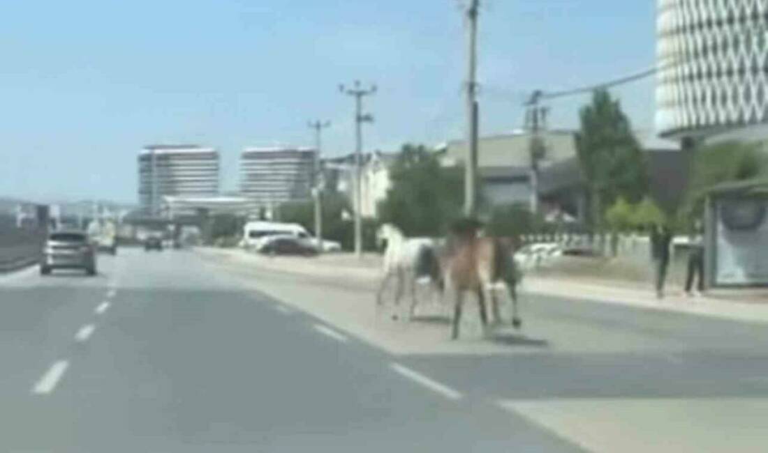 Bursa trafiğinde onu görenlere hayrete düştü Bursa’da ana yola çıkan başıboş iki at, sürücülere zor anlar