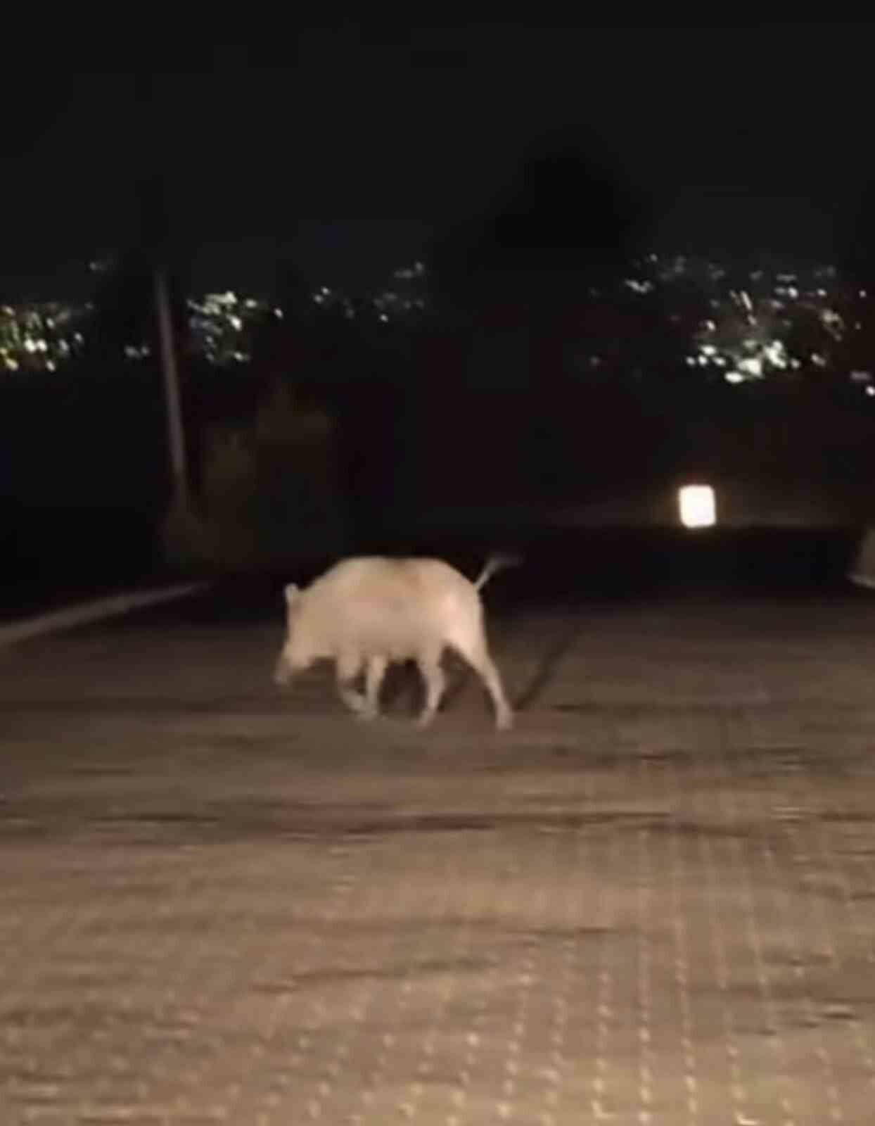 bursada ac kalan domuzlar sehre indi fa558aa64fde