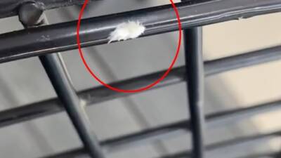 Bursa'nın İnegöl ilçesinde, nadir görülen ve halk arasında ‘dikenli dantel