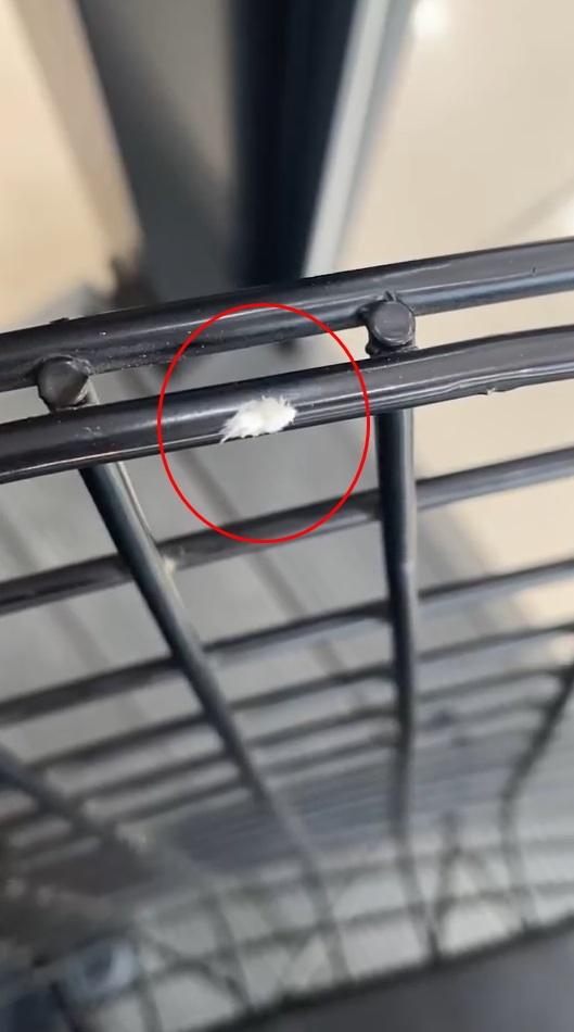 bursada gorenler sasti kaldi turunun nadir ornegi 4b3a21aecb0e