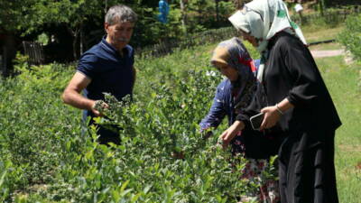 Bursa'nın İnegöl ilçesinde yaşayan Betül Çetinkaya Eldemir, çocukluğunu geçirdiği çilek