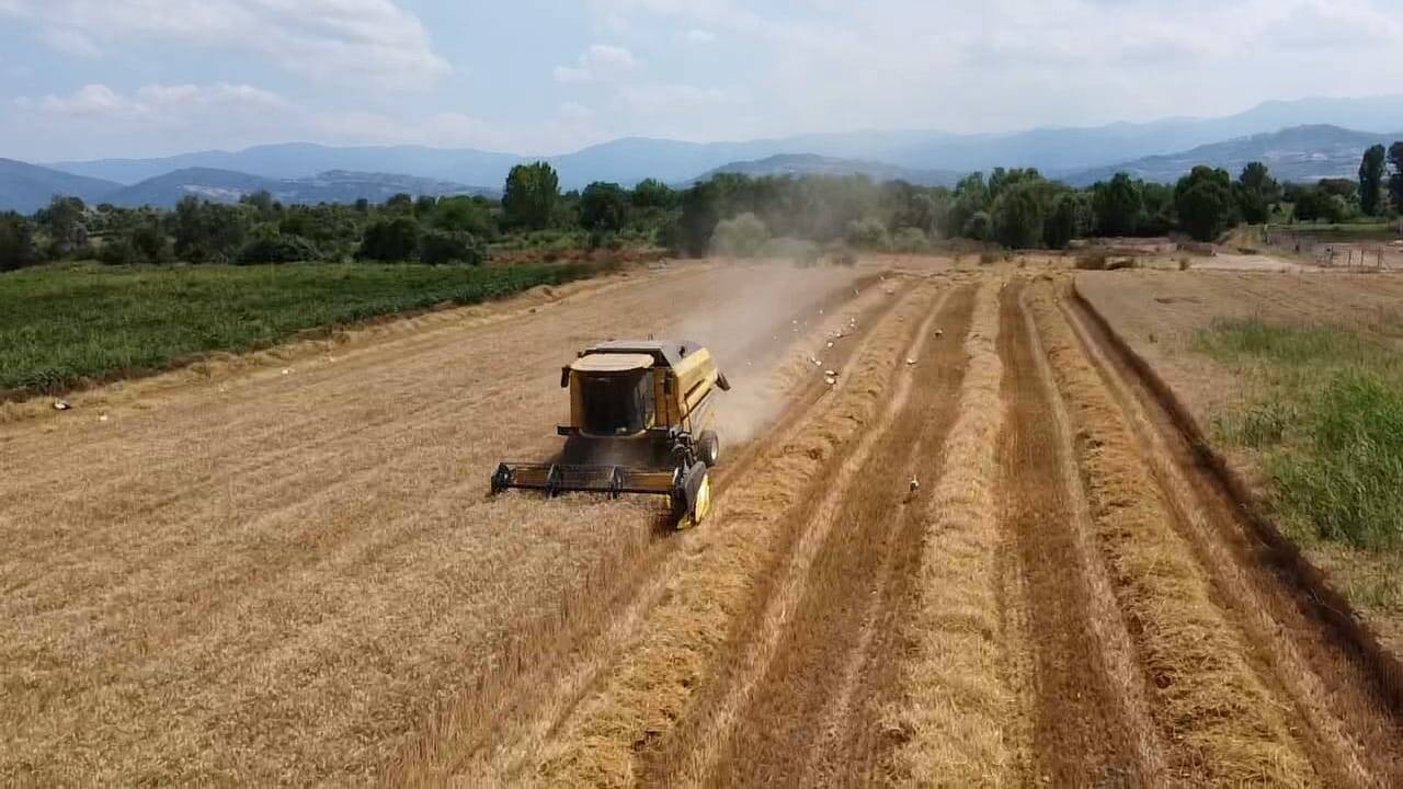 Bursa'daki hasat mesaine leylek akını 3 bursadaki hasat mesaine leylek akini 8a54fb3e5d7b
