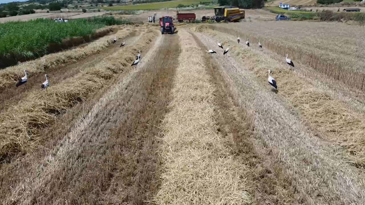 Bursa'nın İnegöl ilçesinde, leyleklerin topraktan çıkan canlılarla beslenmek için buğday