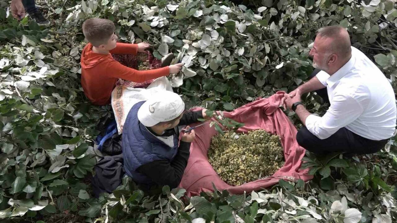 Bursa'nın ıhlamur ormanlarında ölümüne cesaret! 7 bursanin ihlamur ormanlarinda olumune cesaret 3156f27f8765