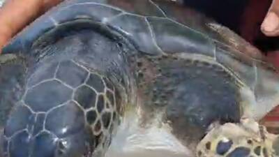 Hatay'ın Samandağ ilçesi açıklarında çuvala dolanan caretta caretta, tekneyle balık