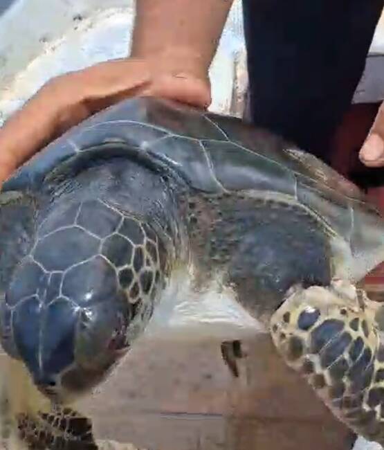 Çuvala dolanan caretta carettayı bakın nasıl kurtardılar Hatay'ın Samandağ ilçesi açıklarında çuvala dolanan caretta caretta, tekneyle balık