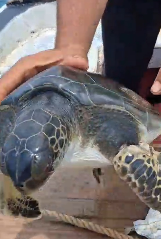 Çuvala dolanan caretta carettayı bakın nasıl kurtardılar 3 cuvala dolanan caretta carettayi bakin nasil kurtardilar 8d6a53c267c5