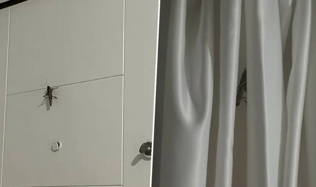 Dev çekirgelerin sırrı çözüldü! İstanbul'un bazı ilçelerinde görülen ve görüntüleri sosyal medyada yankı uyandıran