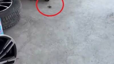 Bursa’da son günlerde sıklıkla görülen etçil çekirgeler bu kez oto