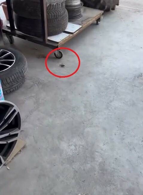 Dev çekirgeler Bursa’da! İşte yeni görüntüler… Bursa’da son günlerde sıklıkla görülen etçil çekirgeler bu kez oto