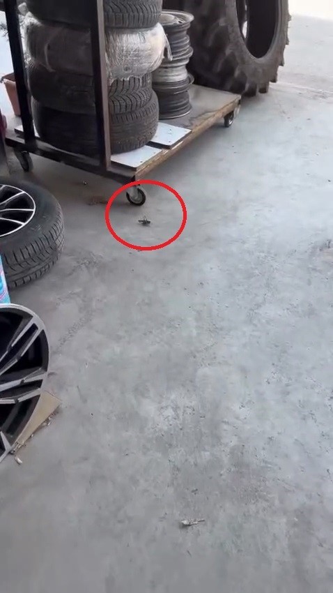 dev cekirgeler bursada iste yeni goruntuler ff2cb3a0daa3