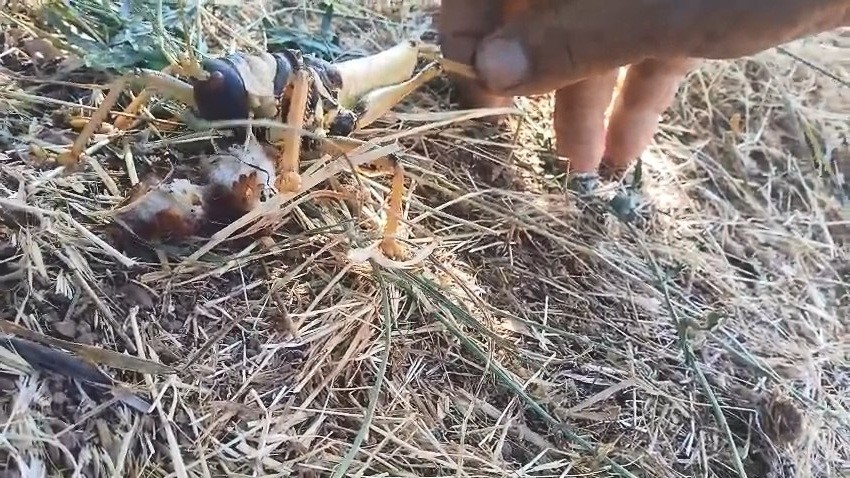 Elazığ’da bir vatandaş, et yiyen dev çekirgeyi balıkla besledi. Çekirgenin