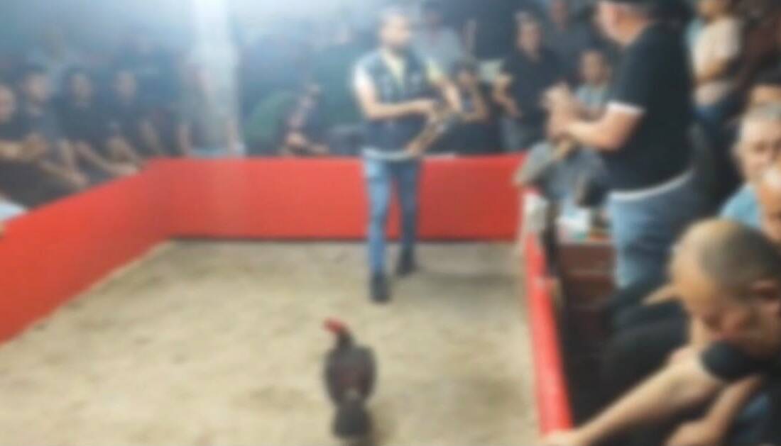 Horoz dövüşüne dev ceza Büyükçekmecede 'Hayvanları Koruma Derneği' adı altında faaliyet gösteren bir dernekte