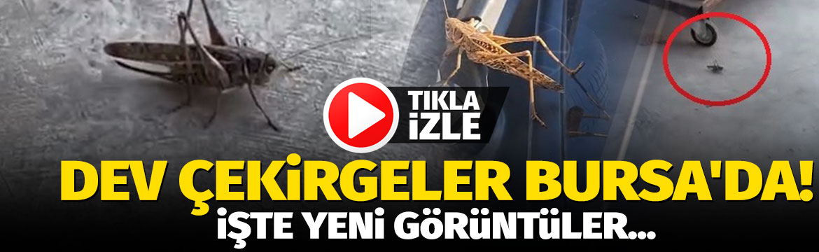 Olay Gazetesi – Ana Sayfa 3 Bursa’da son günlerde sıklıkla görülen