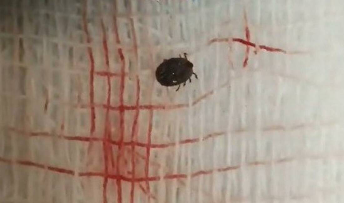 Kene bir can daha aldı Sivas'ta Kırım Kongo Kanamalı Ateşi (KKKA) hastalığı şüphesiyle tedavi gören