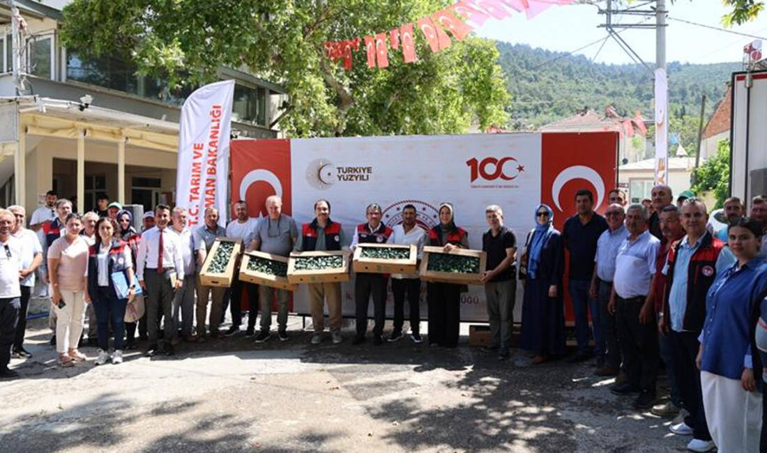Bursa Kestel’de 118 bin brokoli fidesi üreticilere dağıtıldı Tarım Arazilerinin Kullanımının Etkinleştirilmesi (TAKE) Projesi kapsamında Bursa'nın Kestel ilçesinde