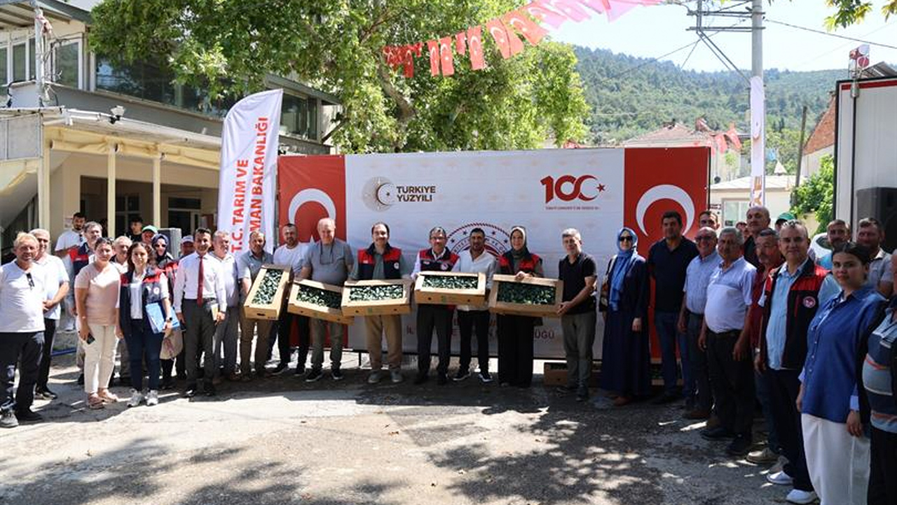 Bursa Kestel'de 18 bin brokoli fidesi üreticilere dağıtıldı 2 kestel brokoli