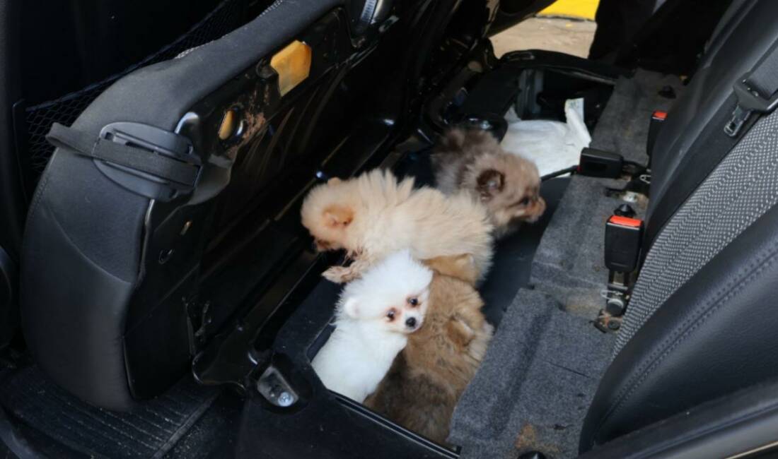 Pomeranian cinsi 5 köpek yavrusu ele geçirildi Edirne Kapıkule Sınır Kapısı'nda yasa dışı yollarla yurt dışına çıkarılmak