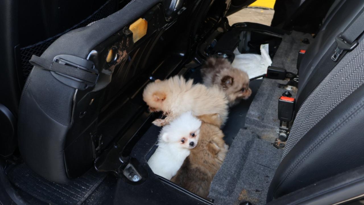 Pomeranian cinsi 5 köpek yavrusu ele geçirildi 2 pomeranian cinsi 5 kopek yavrusu ele gecirildi c6528c78a58a