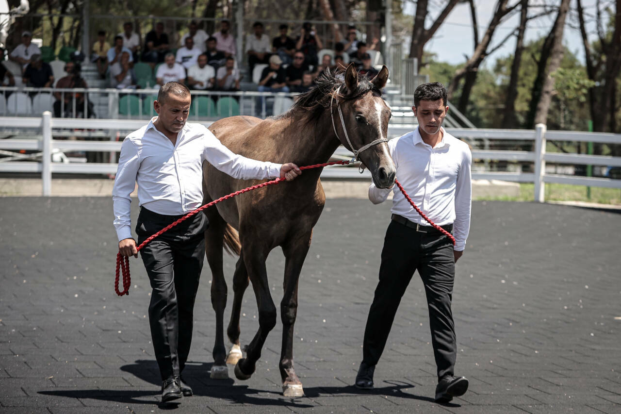 Bursa'da 40 milyon liralık safkan Arap tay satış 3 tigem 58 safkan arap tayinin satisindan yaklasik 40 milyon lira gelir elde etti 0eba634c9b98