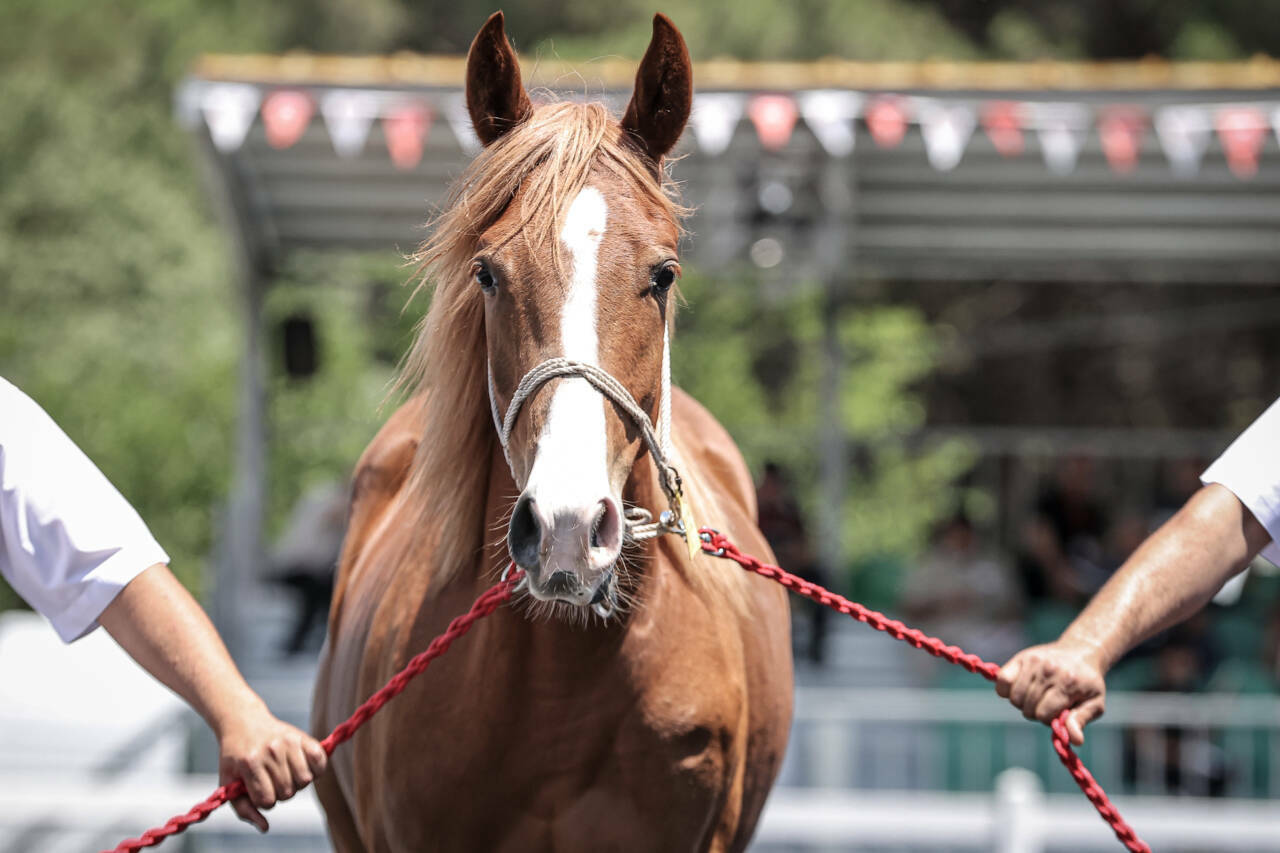 Bursa'da 40 milyon liralık safkan Arap tay satış 7 tigem 58 safkan arap tayinin satisindan yaklasik 40 milyon lira gelir elde etti c5c60289d7f7