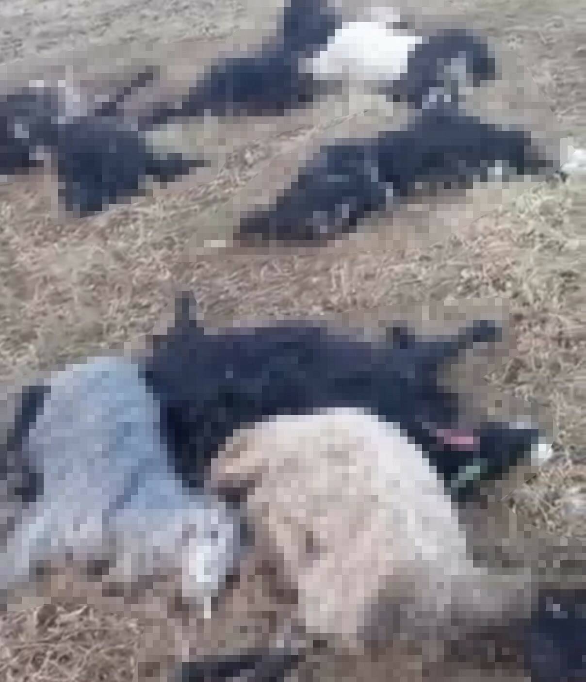 yildirim faciasi onlarca kucukbas hayvan telef oldu 5814a56070da